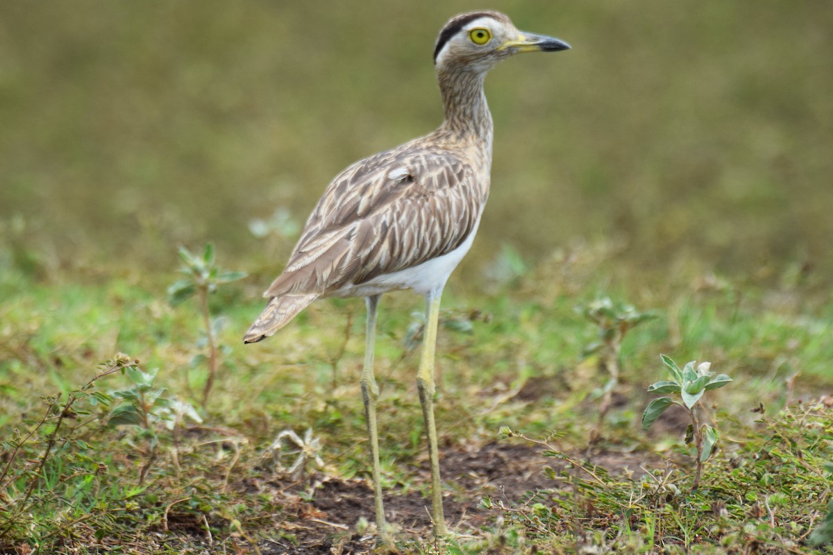 Double-striped Thick-knee - ML619079553