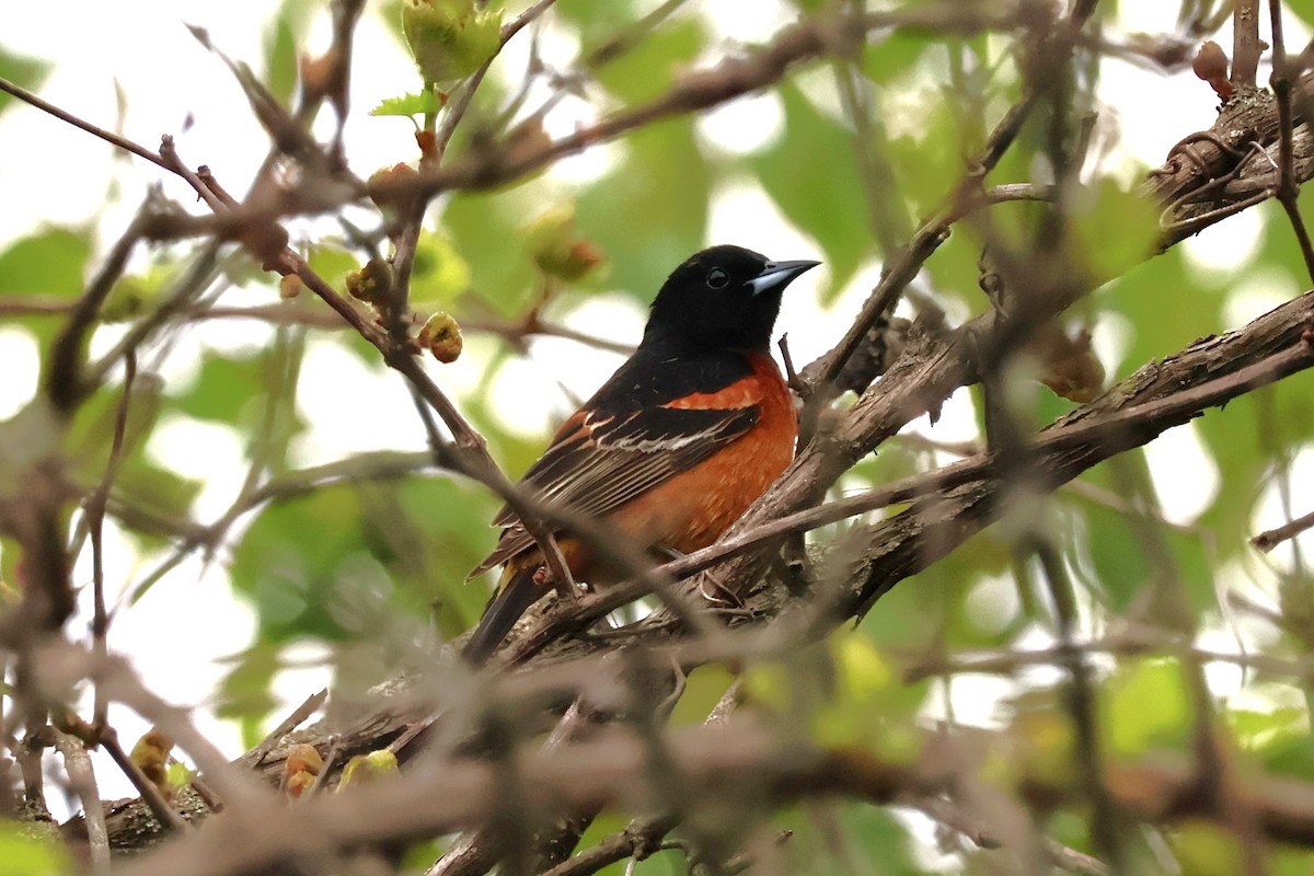 Orchard Oriole - ML619079557