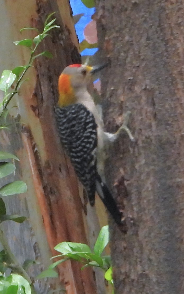 Golden-fronted Woodpecker - ML619079560