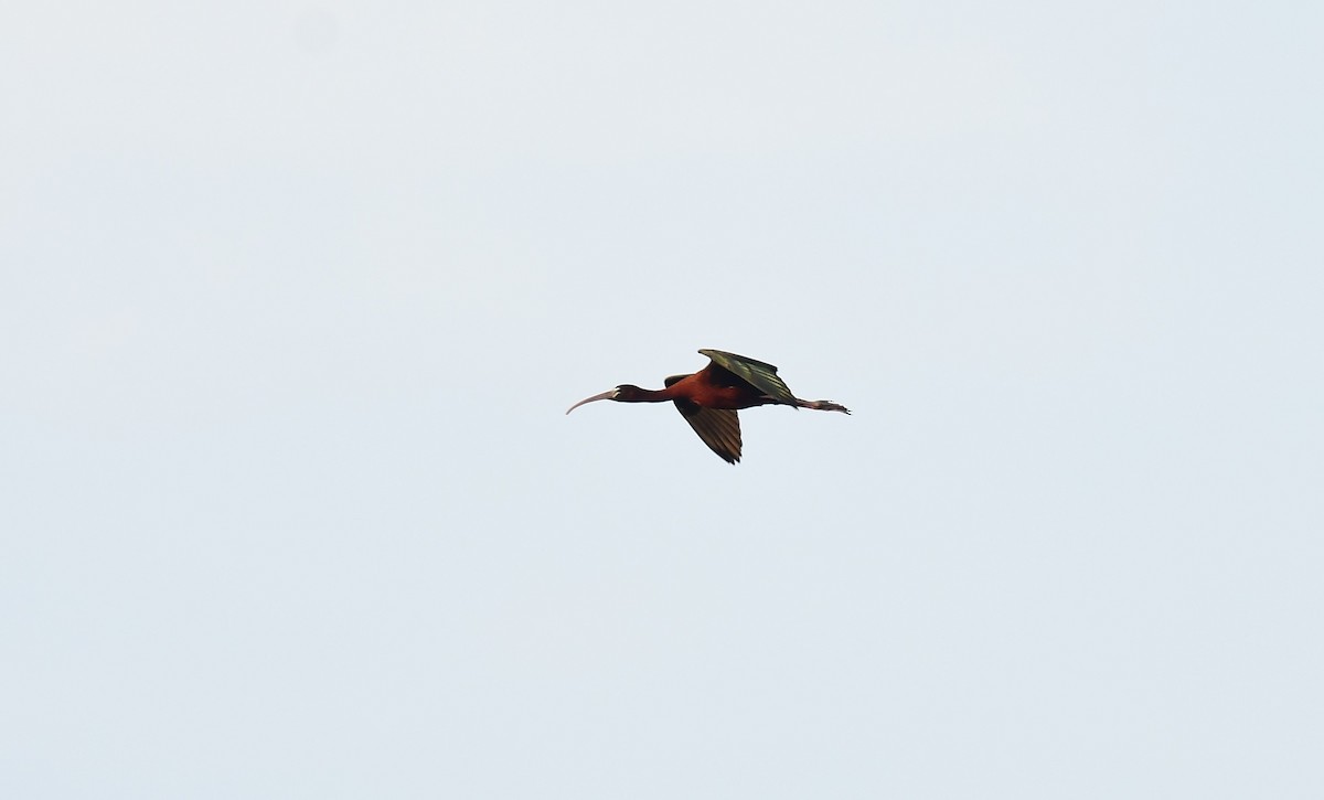ibis hnědý/americký - ML619079562