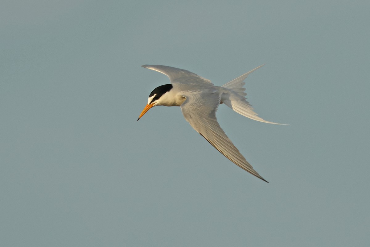 Little Tern - ML619079595