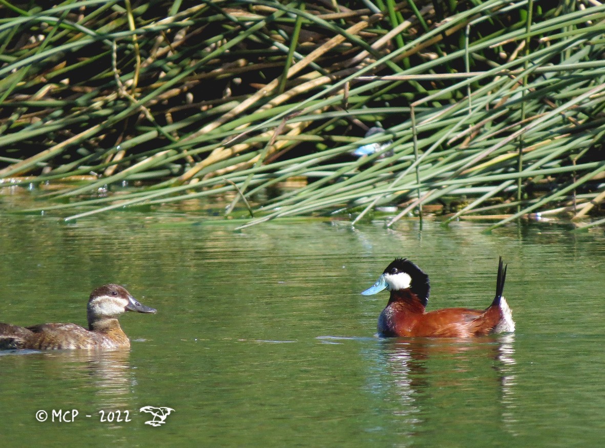 Andean Duck (andina) - ML619079598