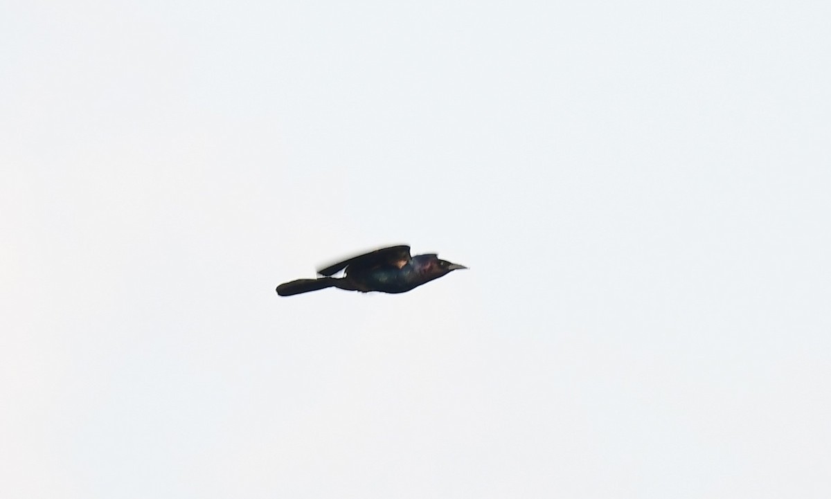 Boat-tailed Grackle - ML619079601