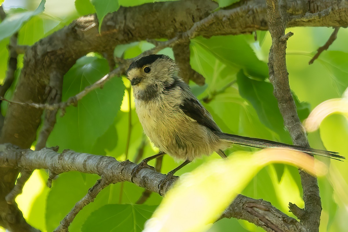 Silver-throated Tit - ML619079630