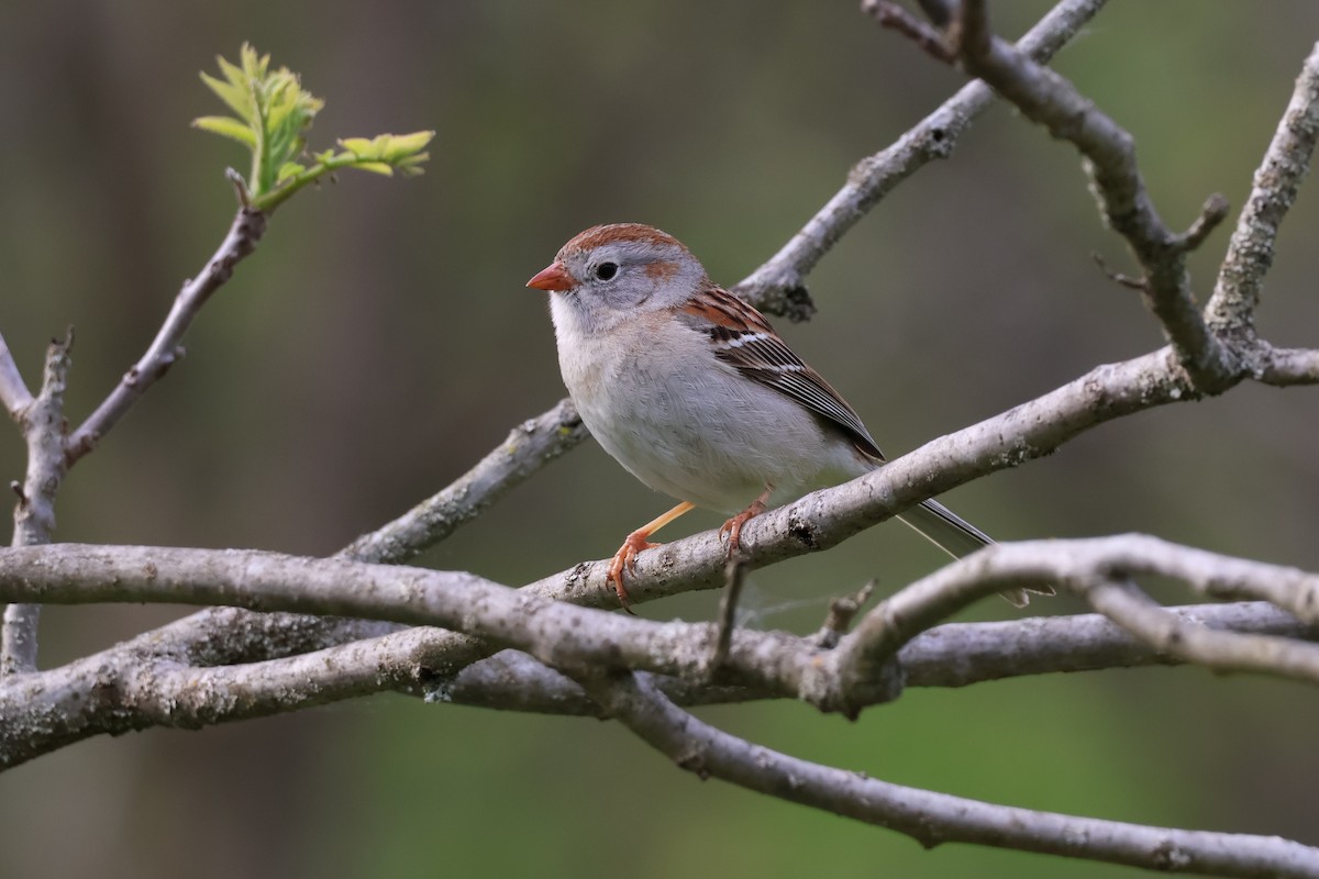 Field Sparrow - ML619079653