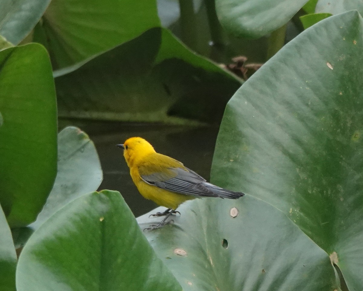 Prothonotary Warbler - ML619079660