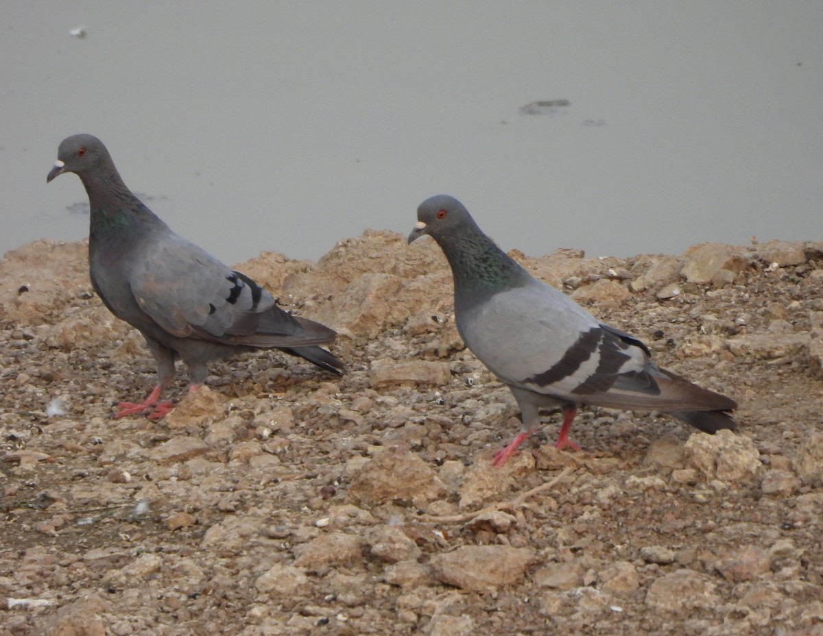 Rock Pigeon (Feral Pigeon) - ML619079686