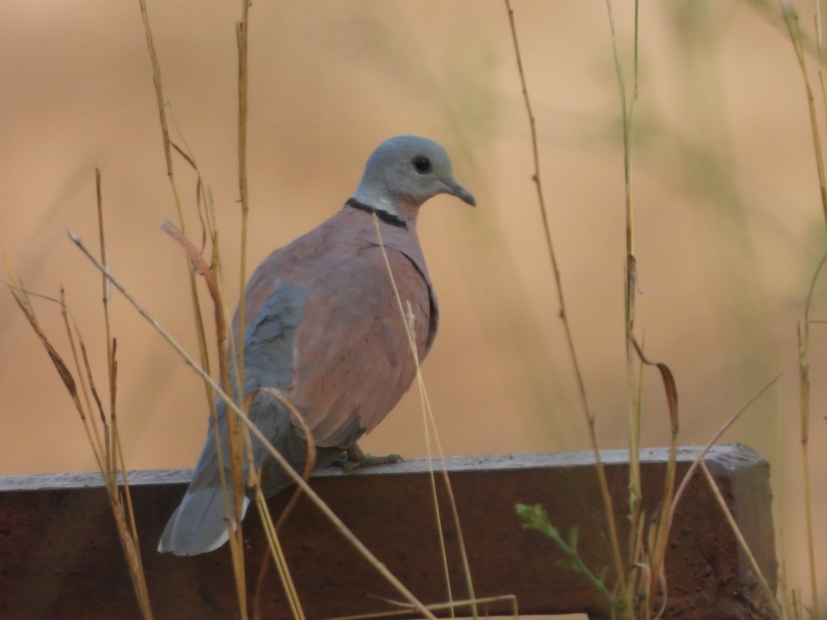 Red Collared-Dove - ML619079700