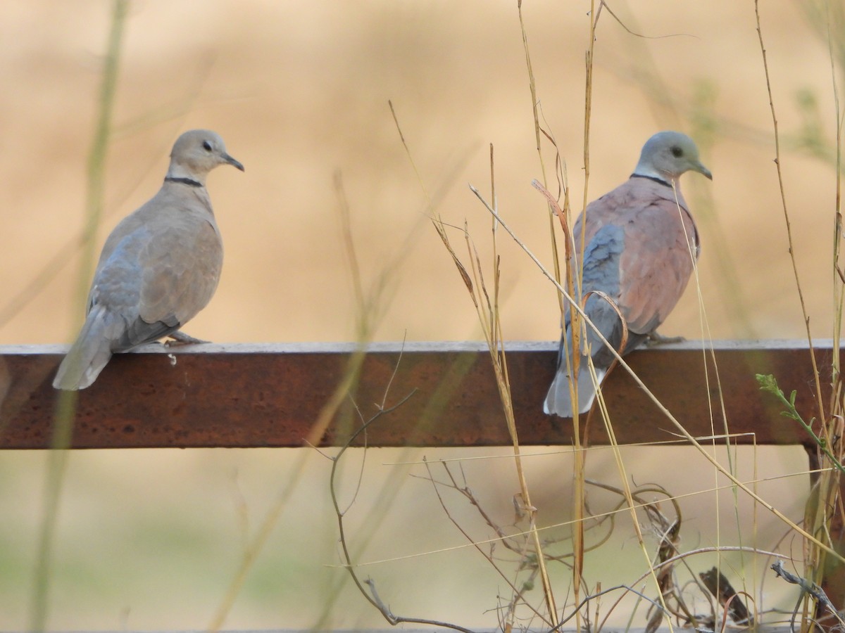 Red Collared-Dove - ML619079701