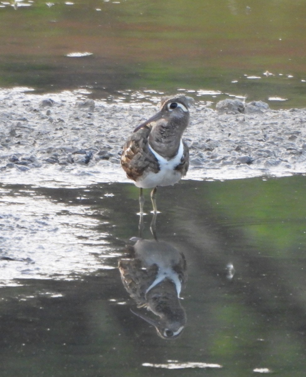 Greater Painted-Snipe - ML619079726