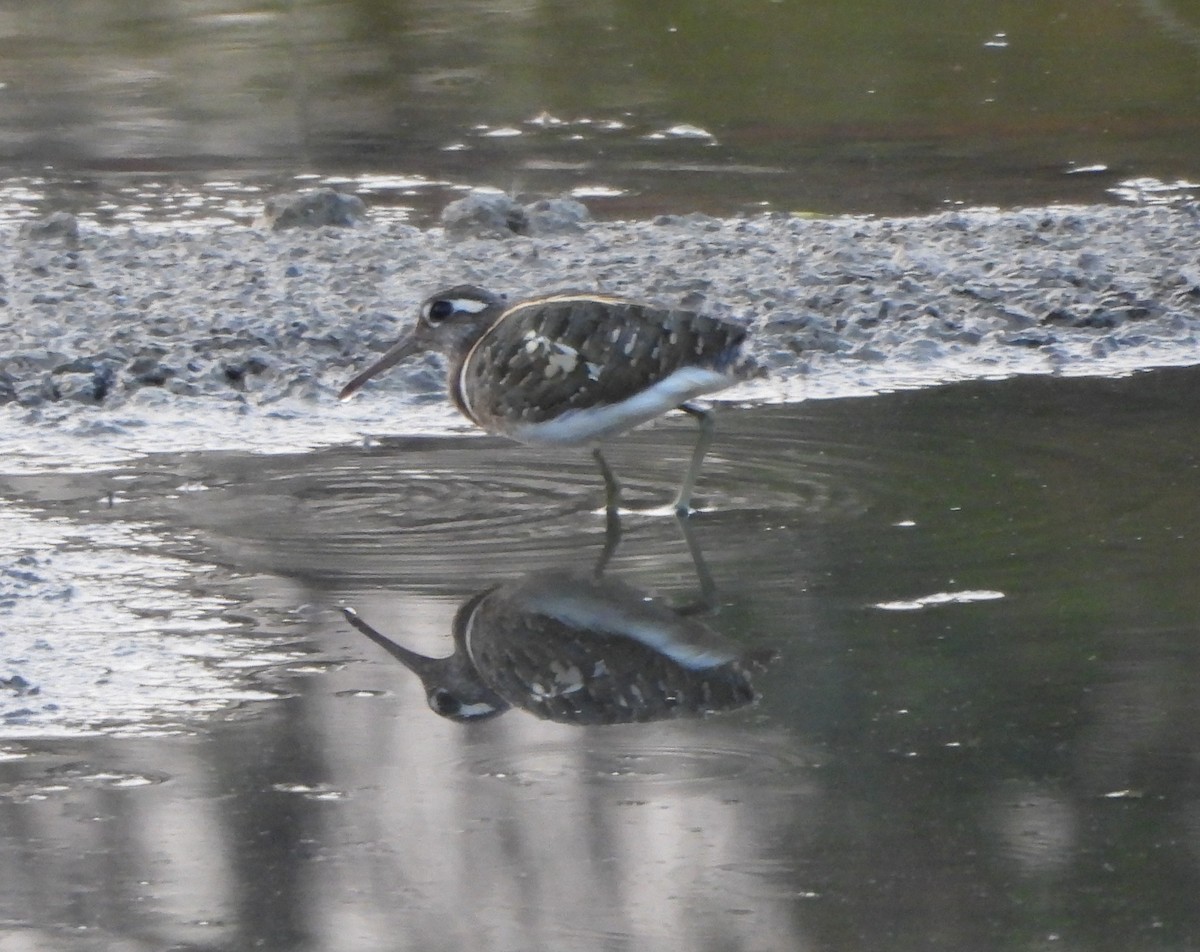 Greater Painted-Snipe - ML619079727
