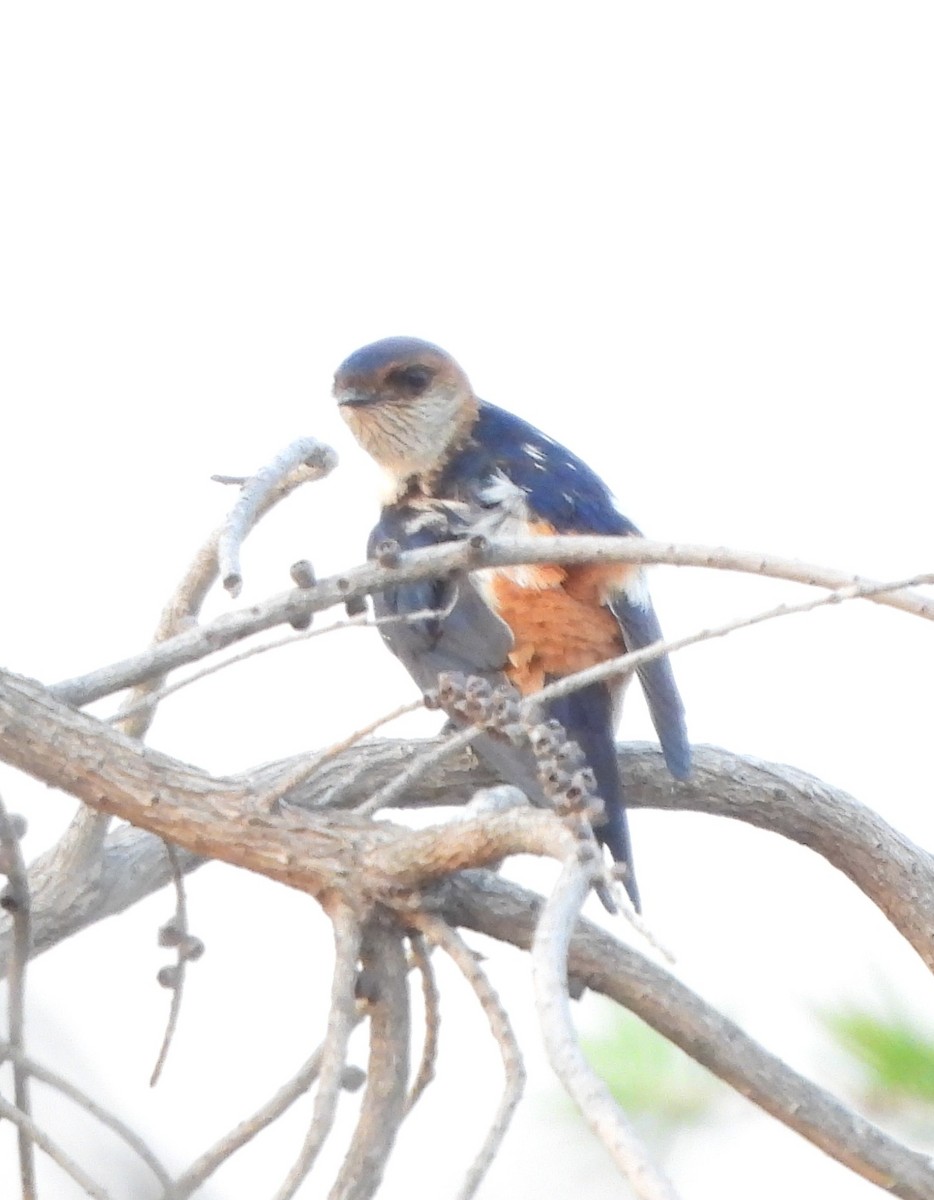 Red-rumped Swallow - ML619079752