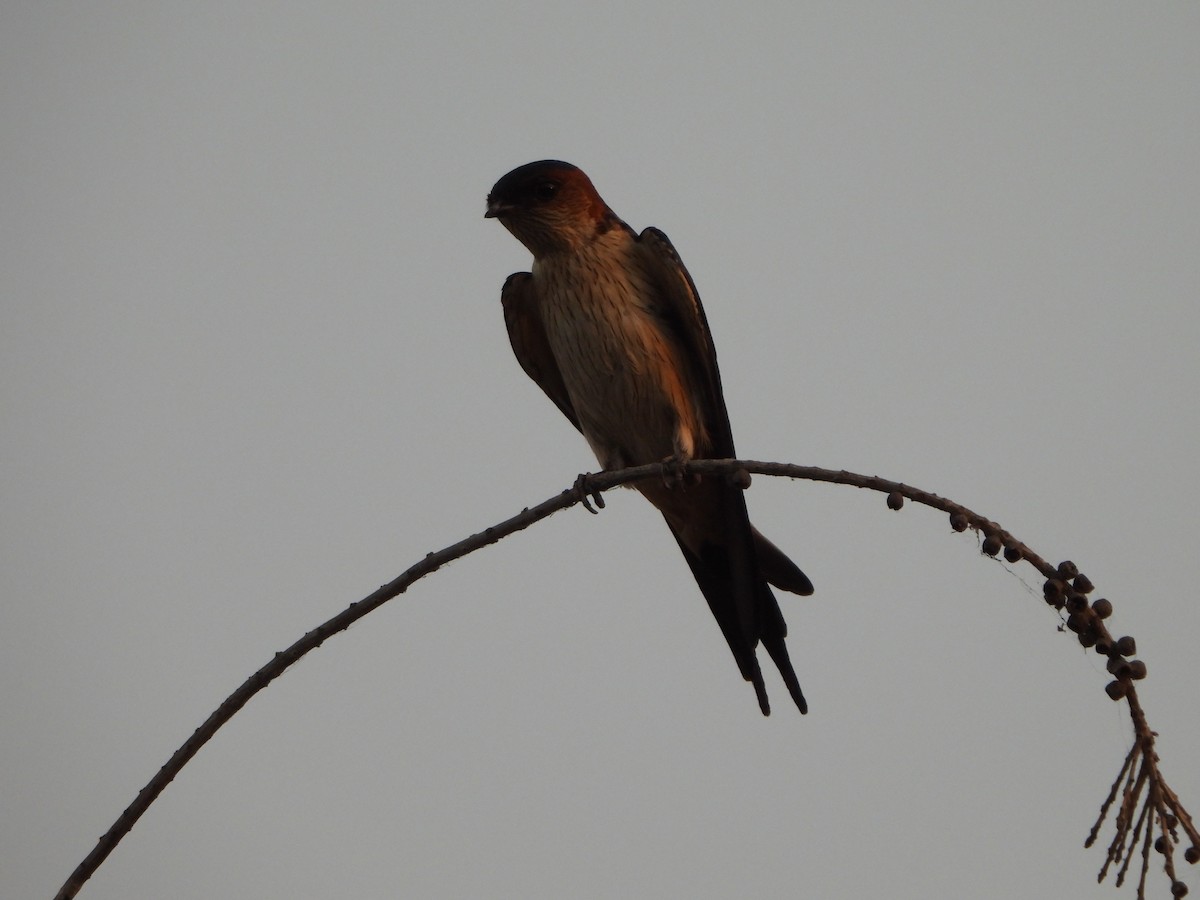 Red-rumped Swallow - ML619079756