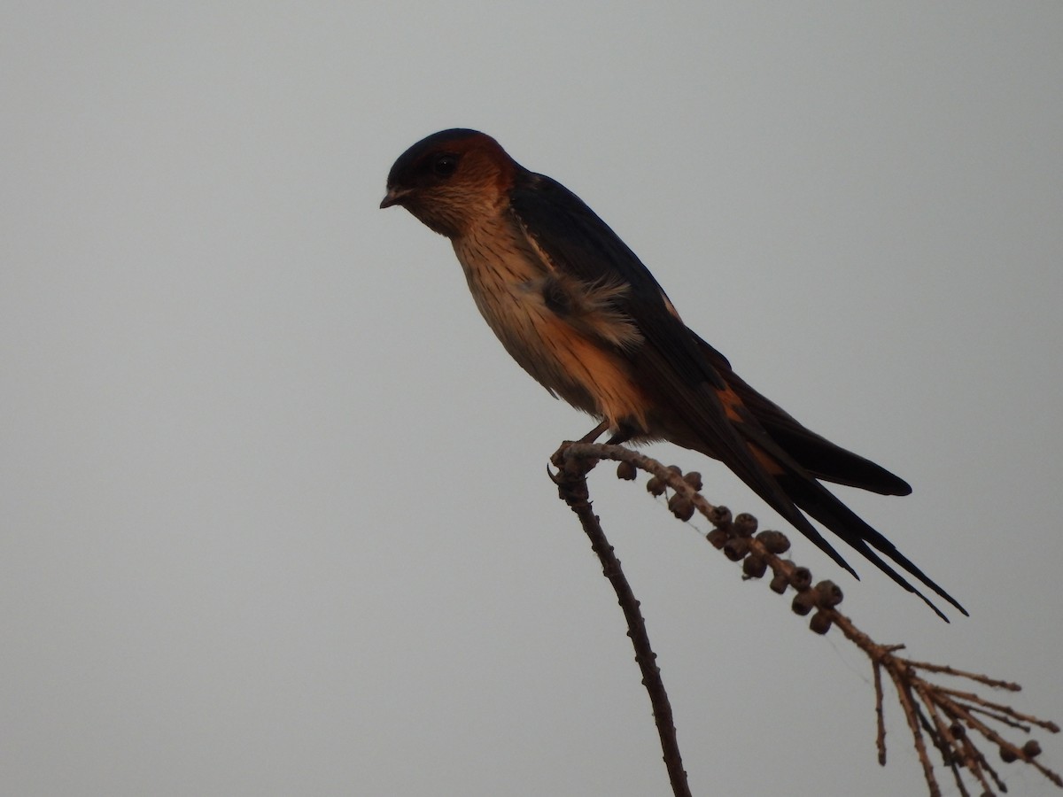 Red-rumped Swallow - ML619079757