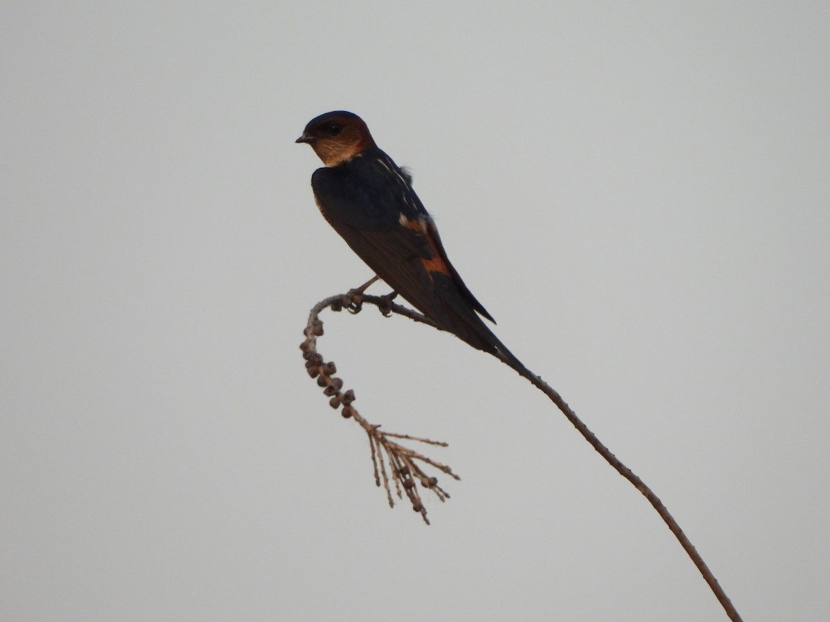 Red-rumped Swallow - ML619079758