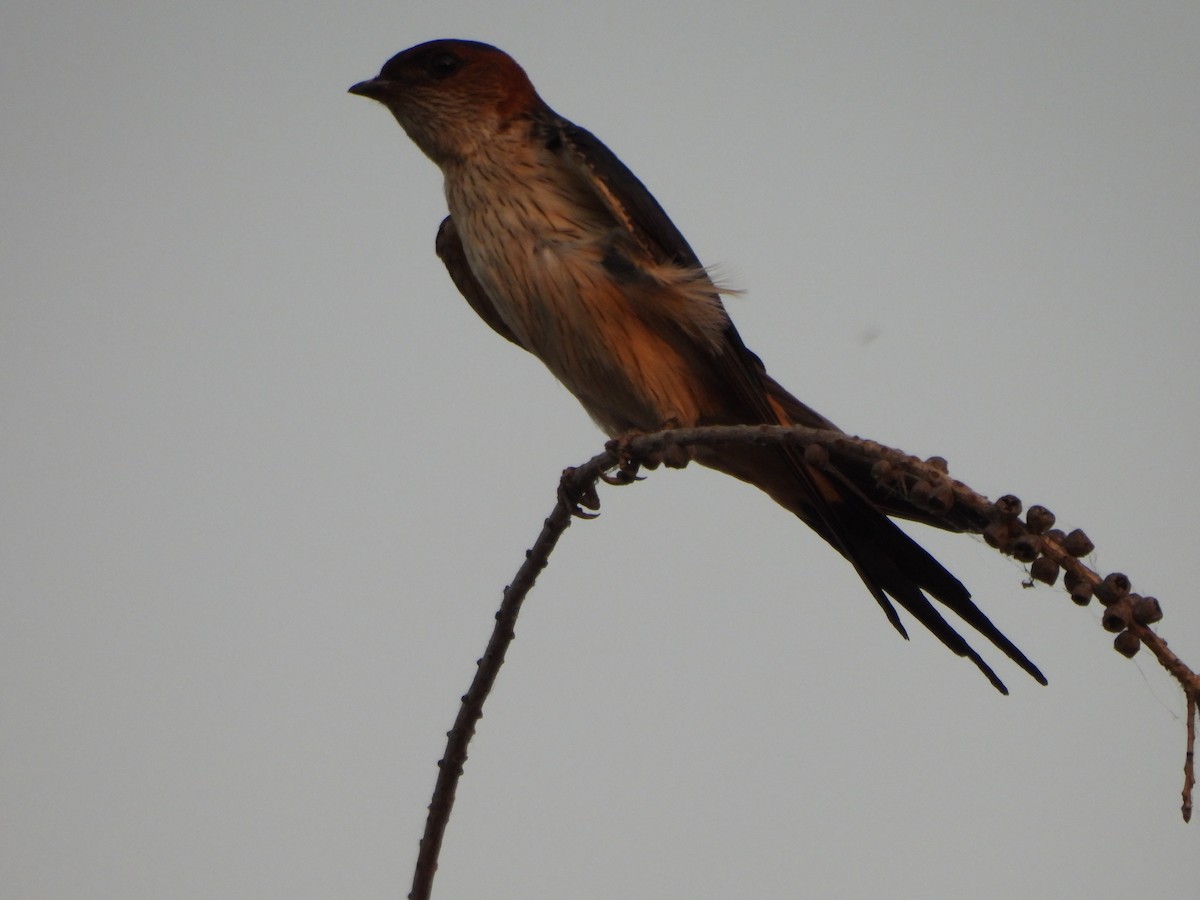 Red-rumped Swallow - ML619079759