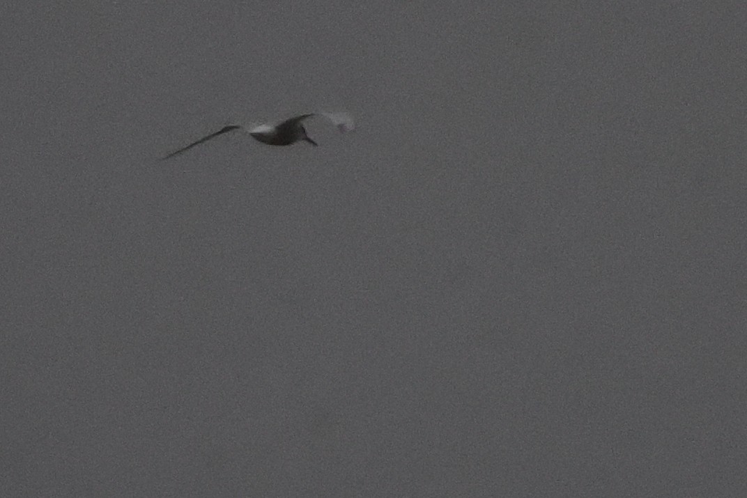 Common Tern - ML619079763