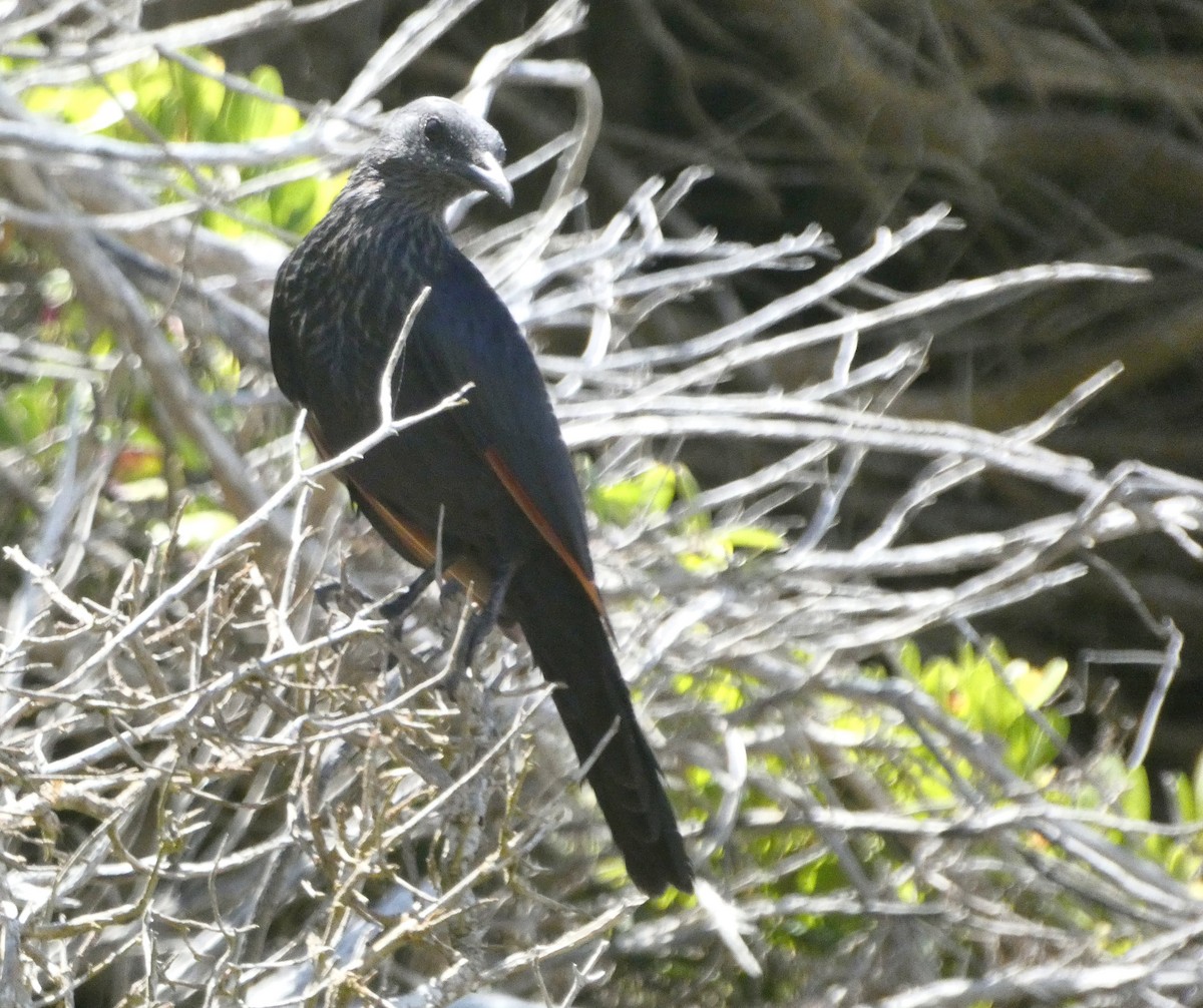 Red-winged Starling - ML619079768