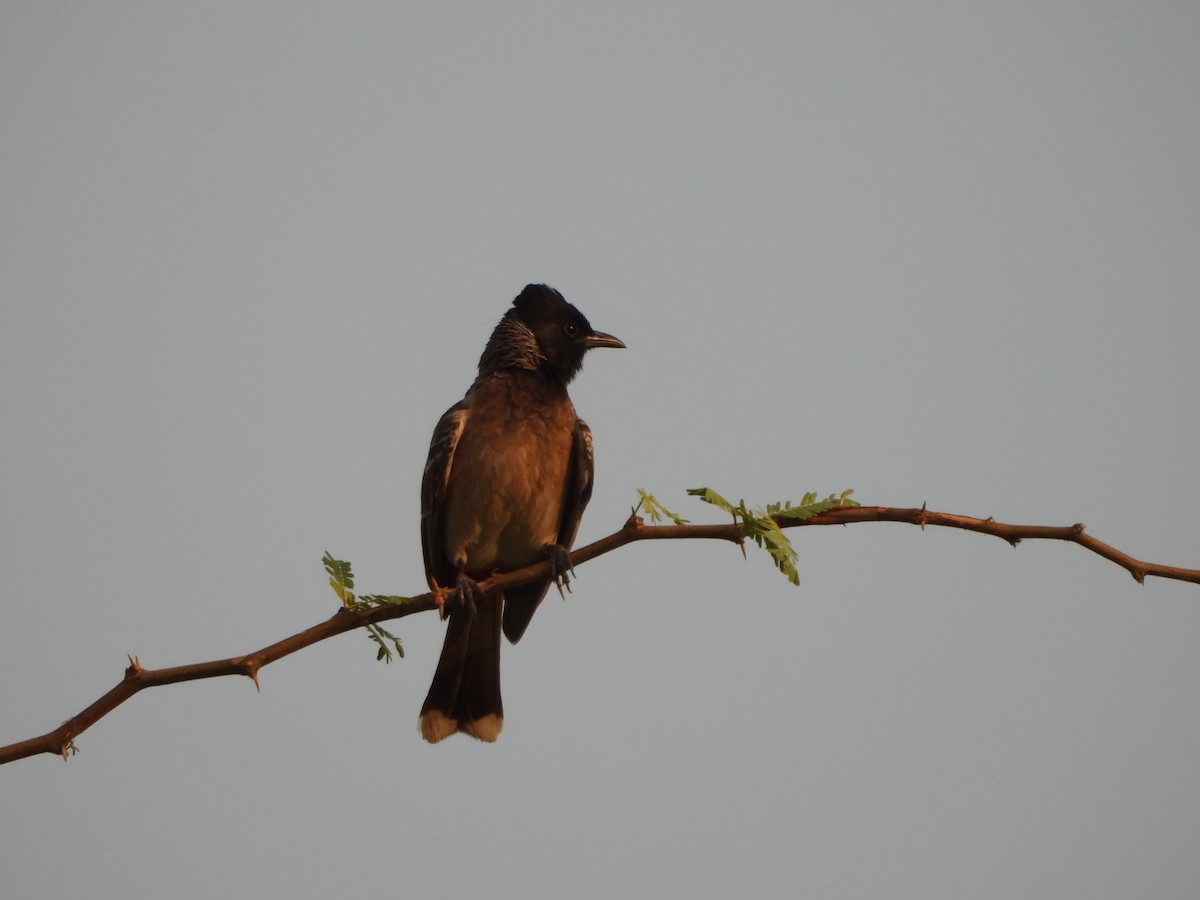 Red-vented Bulbul - ML619079775