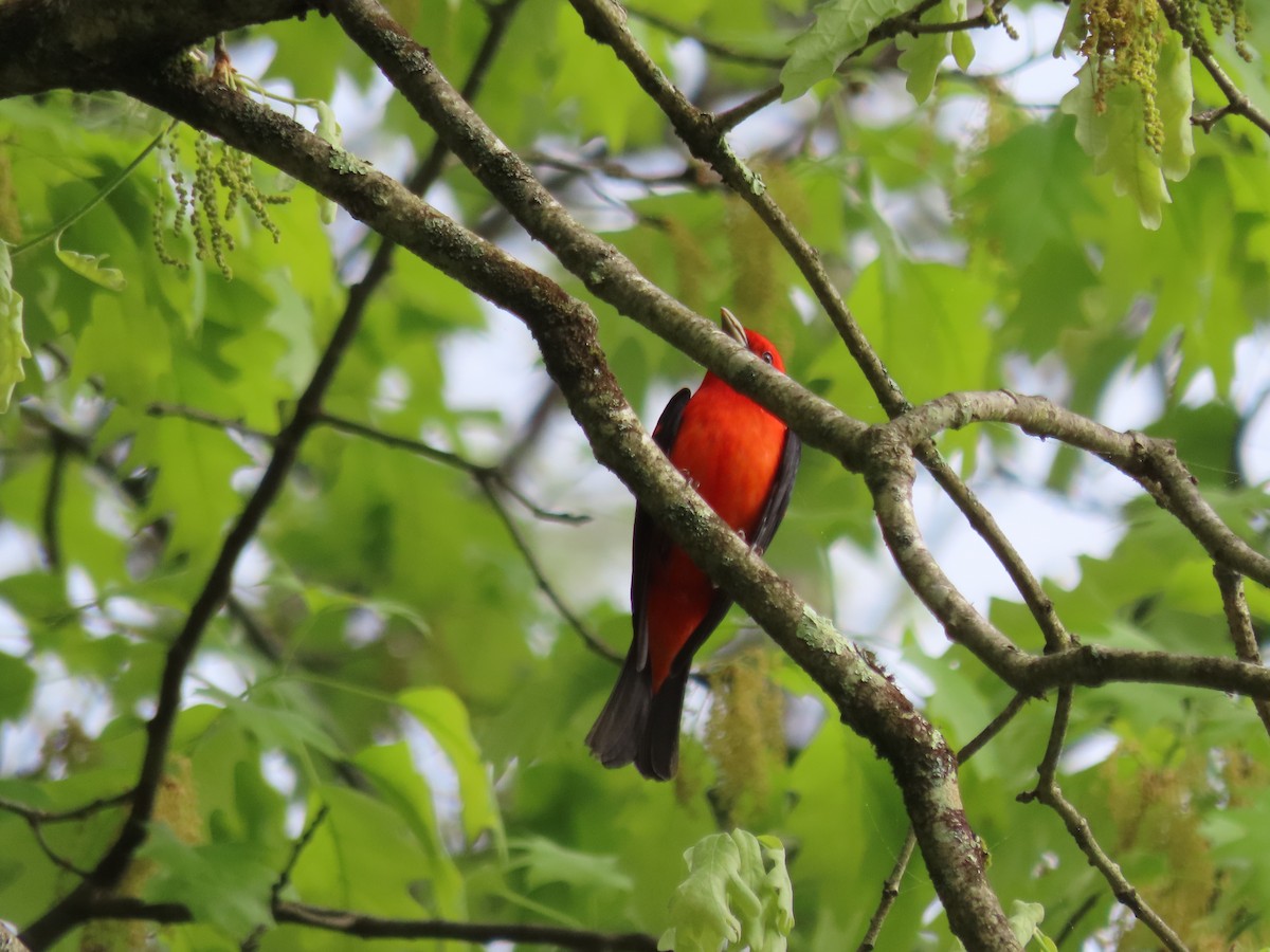 Scarlet Tanager - ML619079786