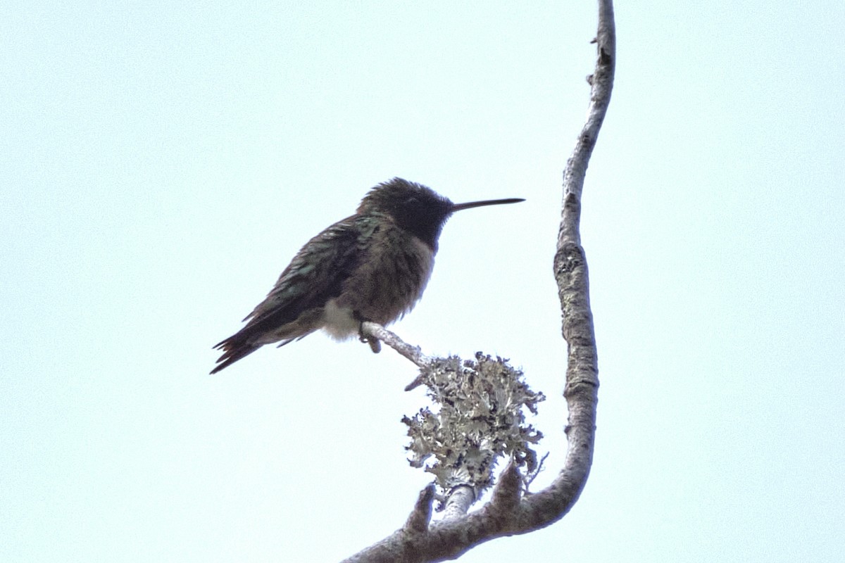 Ruby-throated Hummingbird - ML619079794