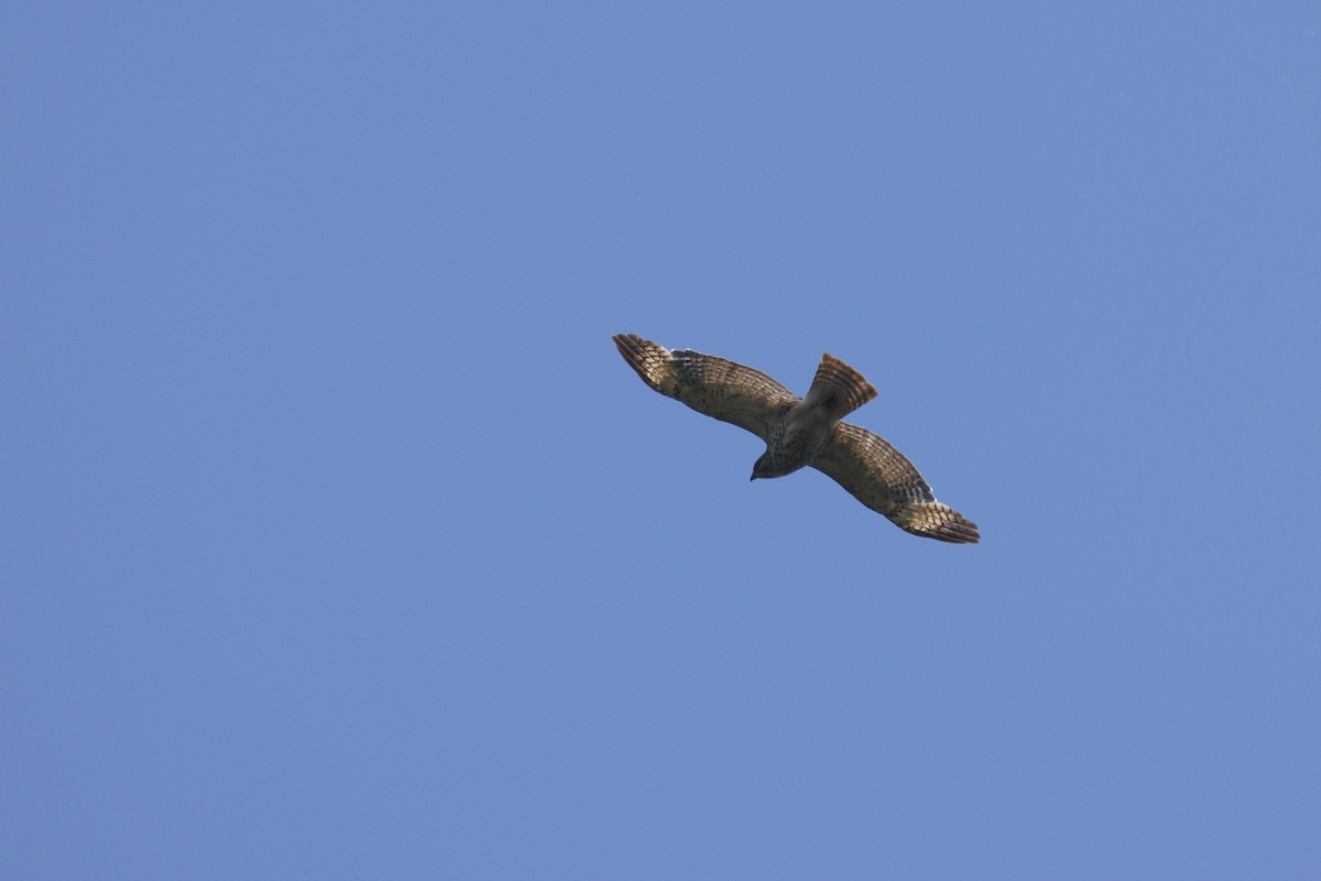 Broad-winged Hawk - ML619079845