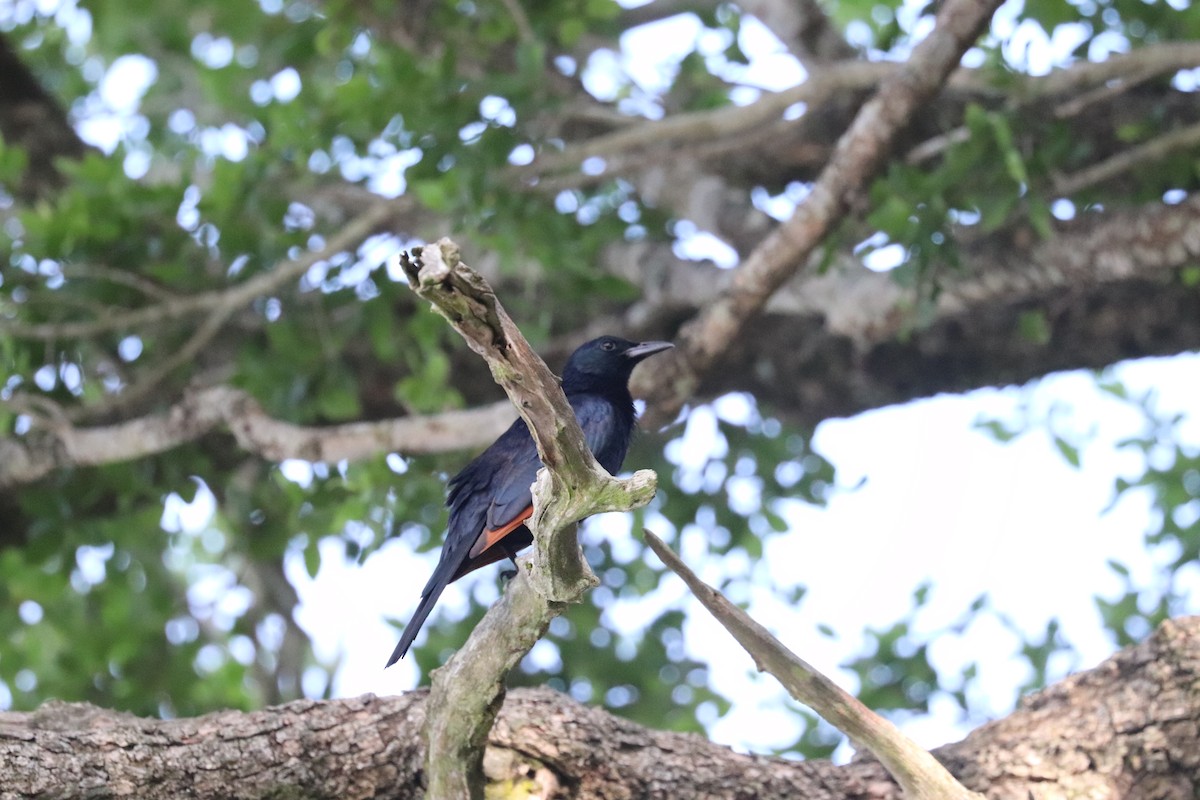 Red-winged Starling - ML619079857