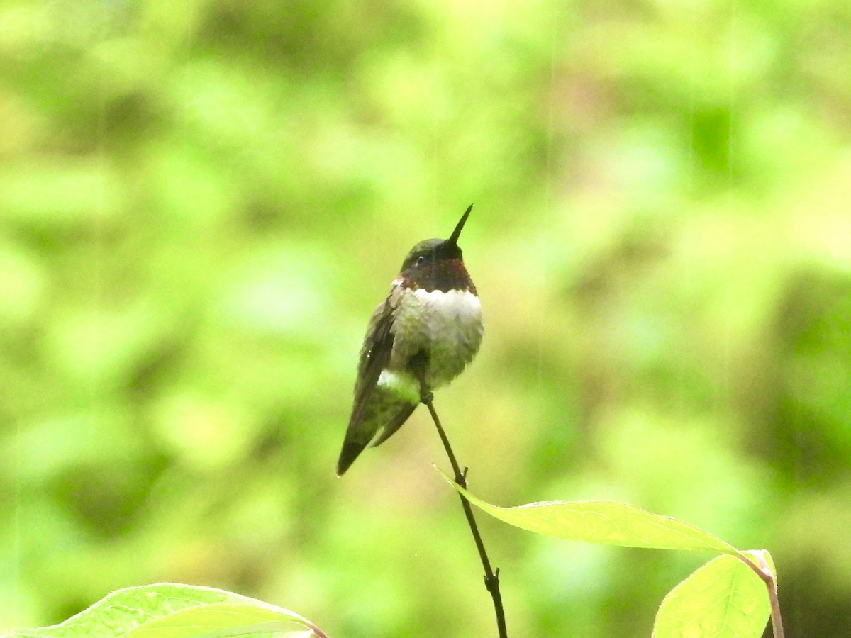 Ruby-throated Hummingbird - Robin M