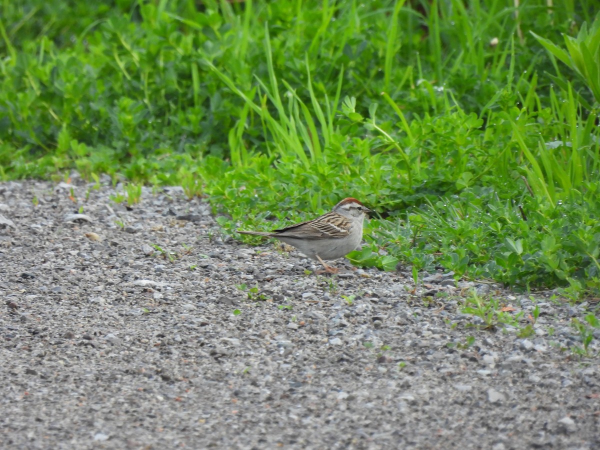 Chipping Sparrow - Alexander R