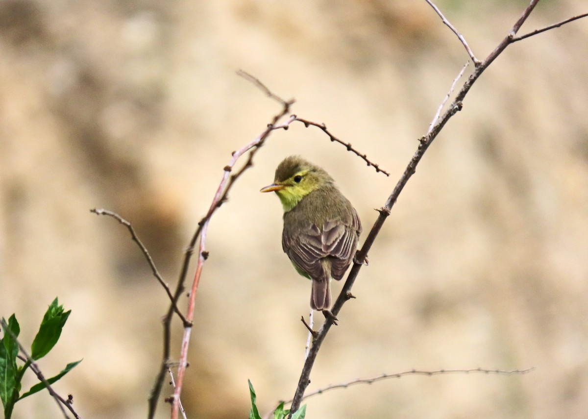 Melodious Warbler - ML619079975