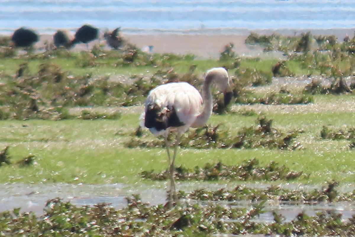 Andean Flamingo - ML619079977