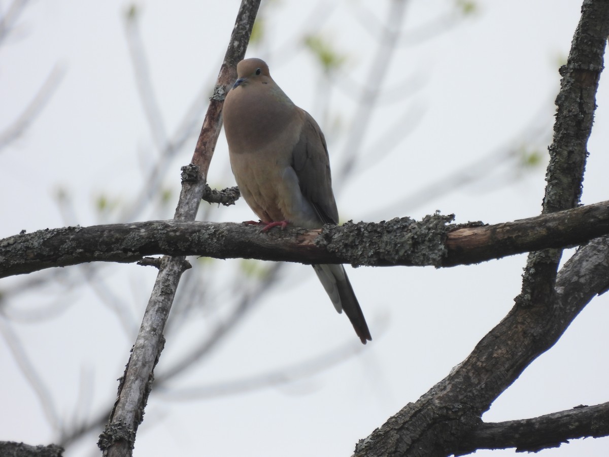 Mourning Dove - Alexander R