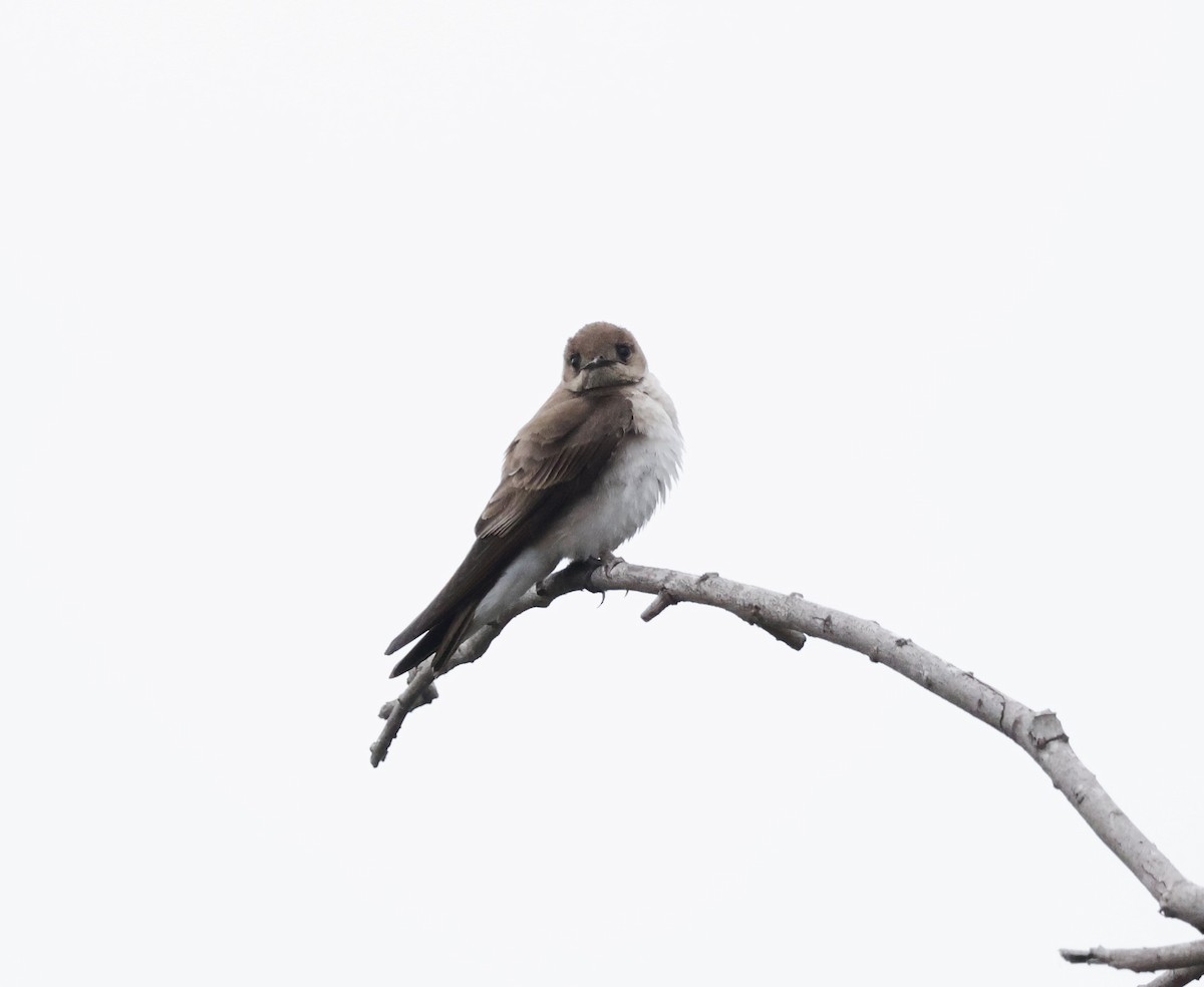 Northern Rough-winged Swallow - ML619080004
