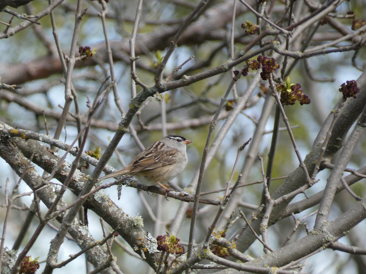 White-crowned Sparrow - Mary Getchell
