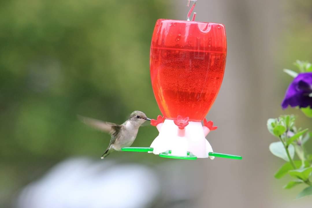 Ruby-throated Hummingbird - ML619080058