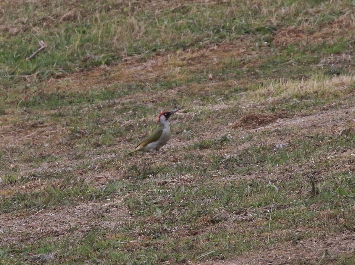 Eurasian Green Woodpecker - ML619080064