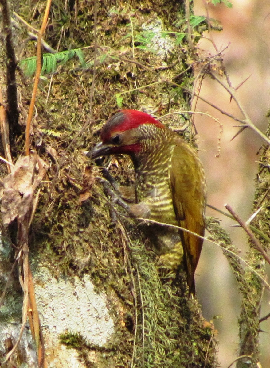 Golden-olive Woodpecker - ML619080074