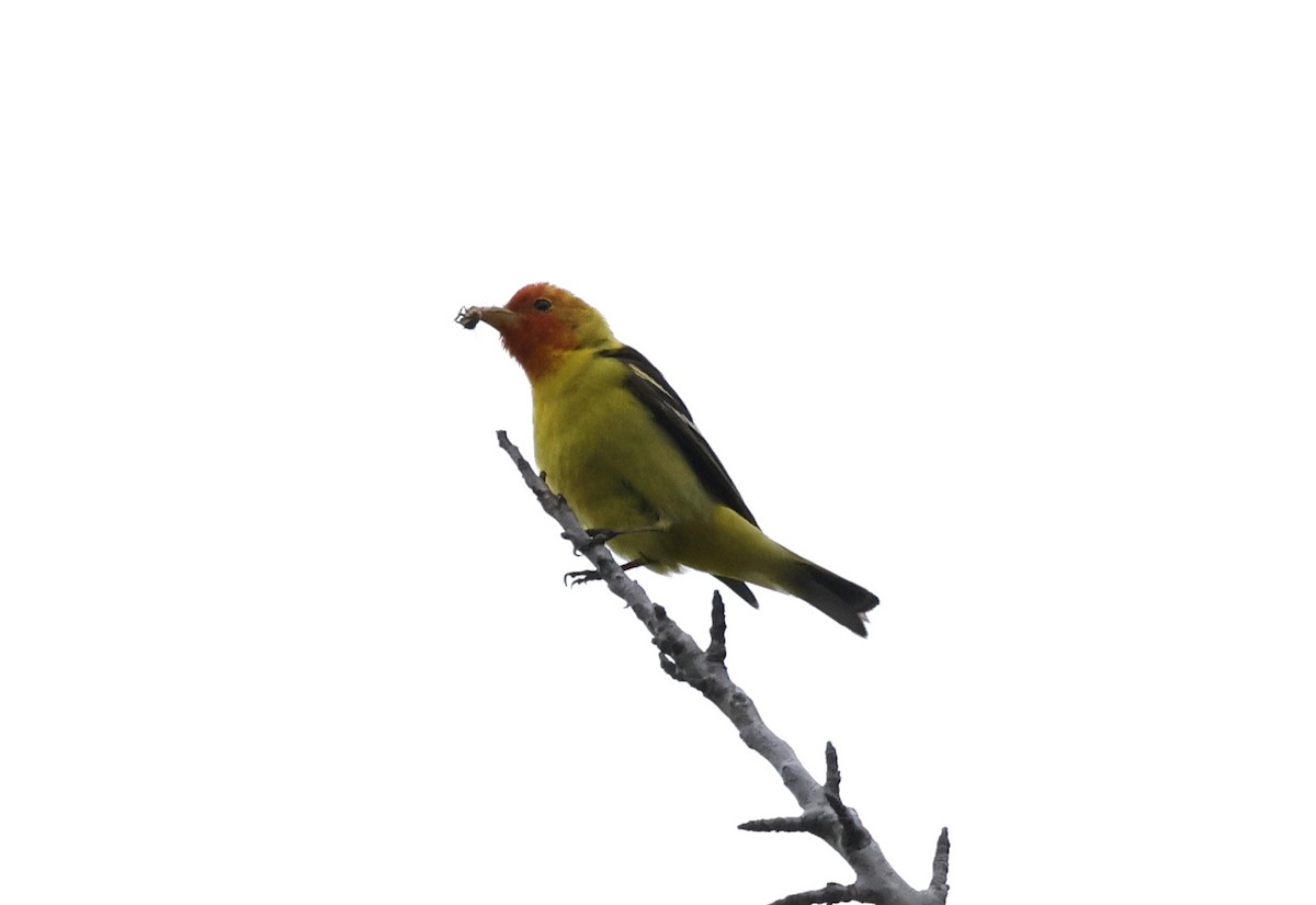 Western Tanager - ML619080114
