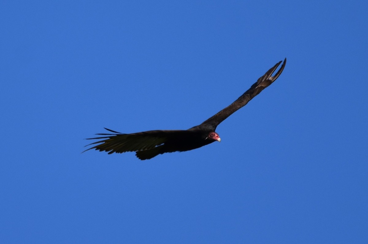 Turkey Vulture - Scott Scarratt