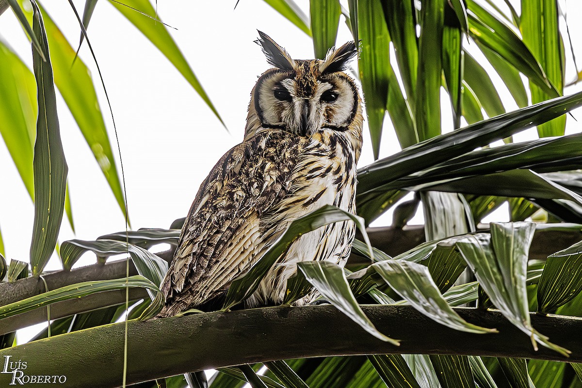 Striped Owl - ML619080161