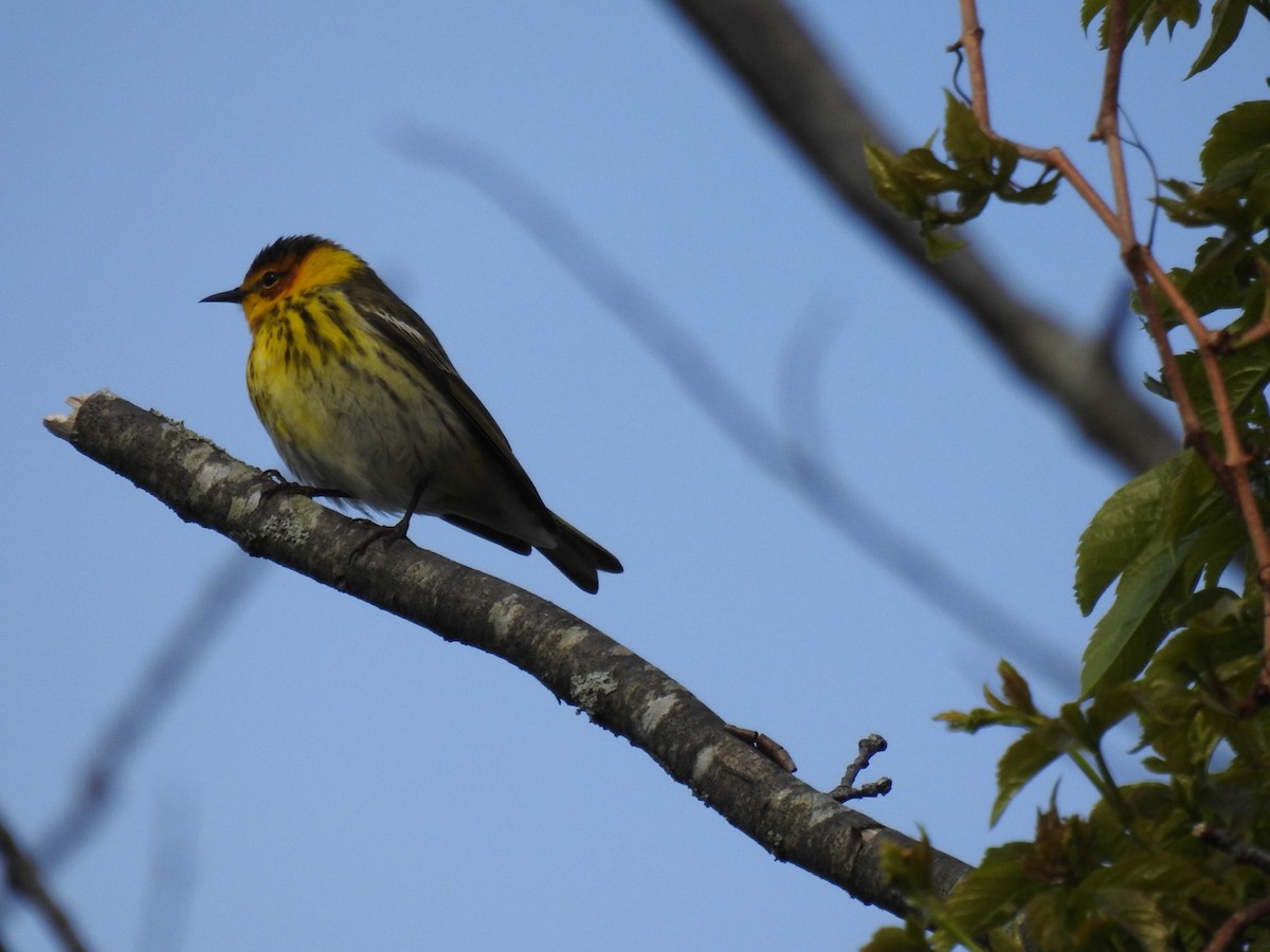 Cape May Warbler - ML619080173