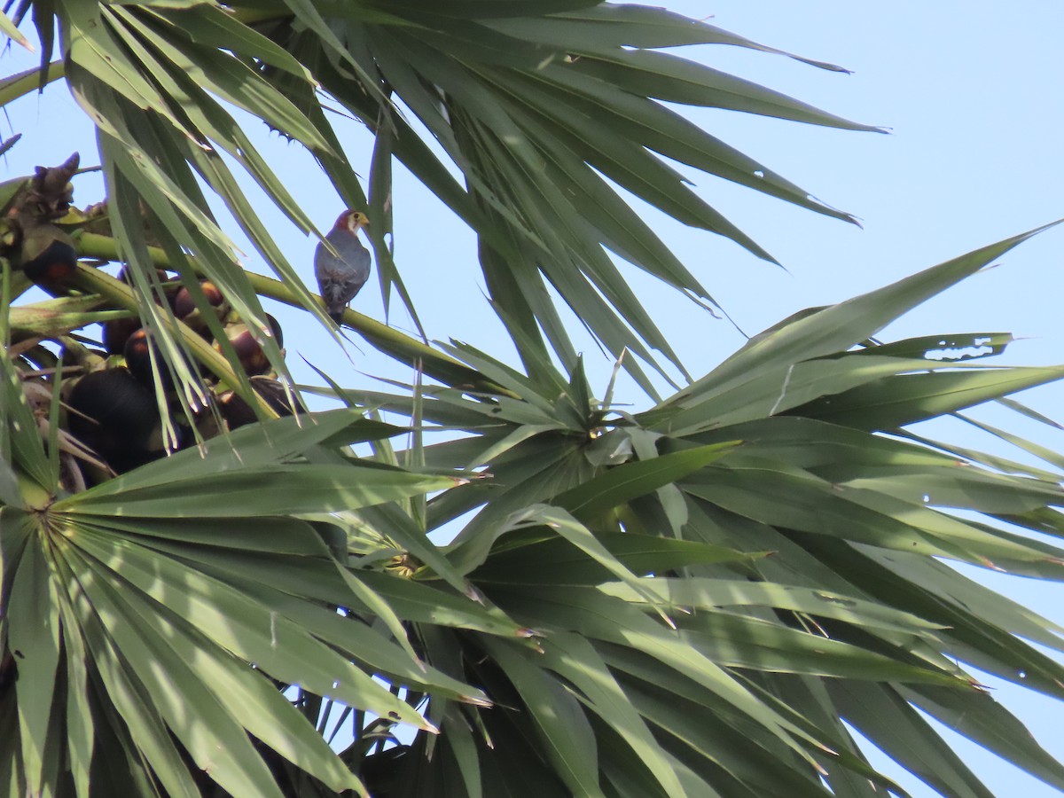 Red-necked Falcon - Surendhar Boobalan