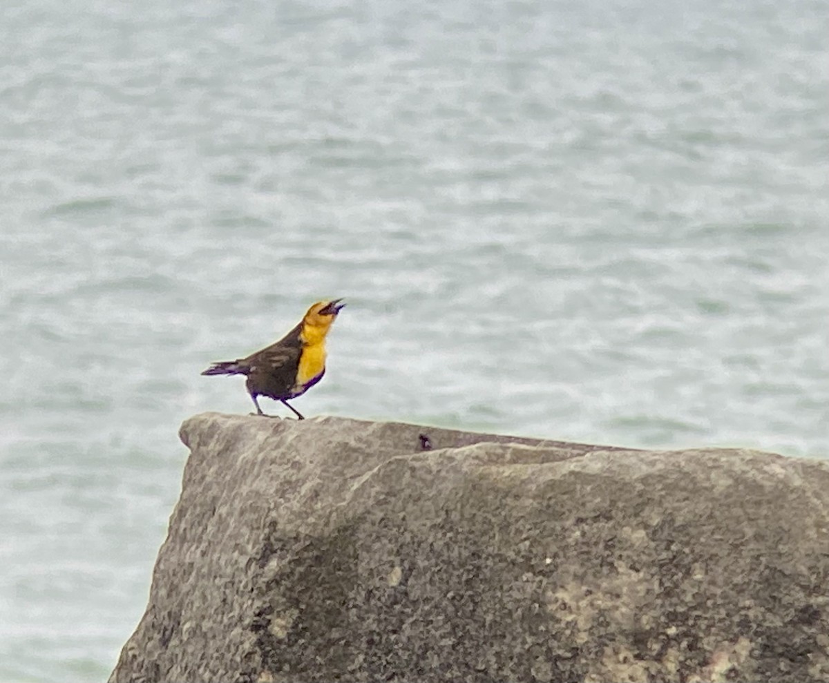 Yellow-headed Blackbird - ML619080192