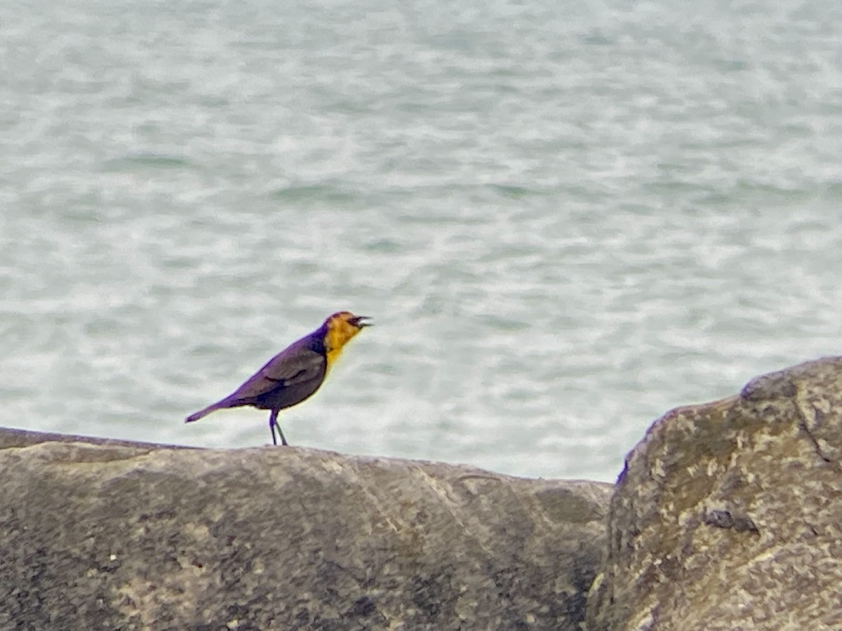 Yellow-headed Blackbird - ML619080194