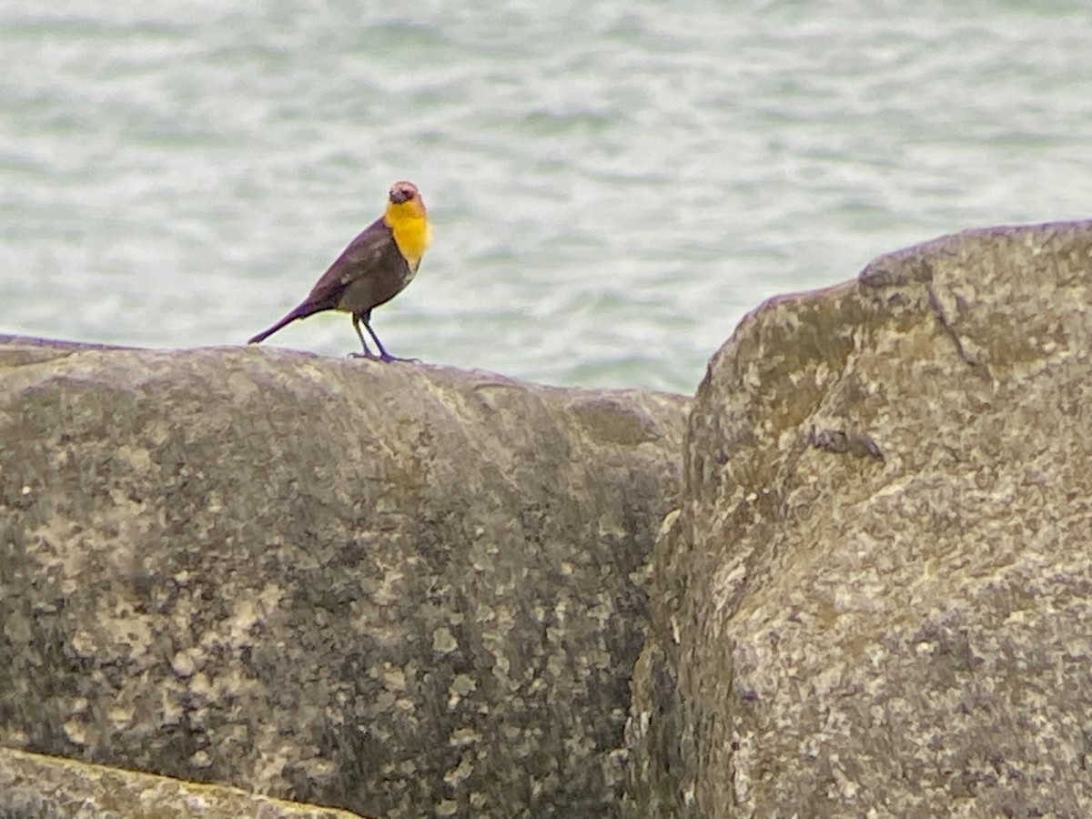 Yellow-headed Blackbird - ML619080196