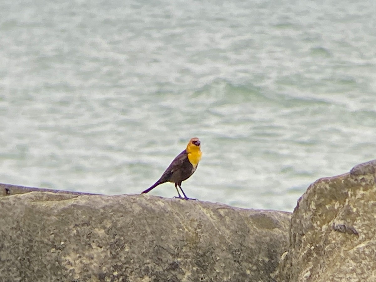 Yellow-headed Blackbird - ML619080197