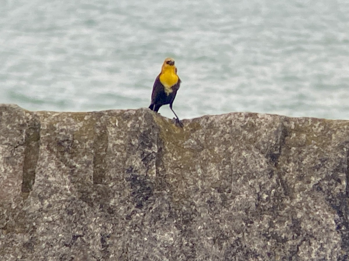 Yellow-headed Blackbird - ML619080199