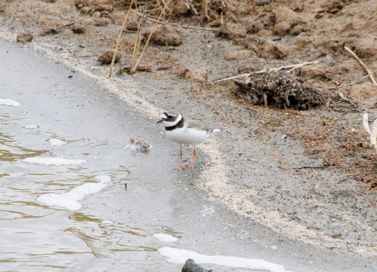Common Ringed Plover - ML619080220