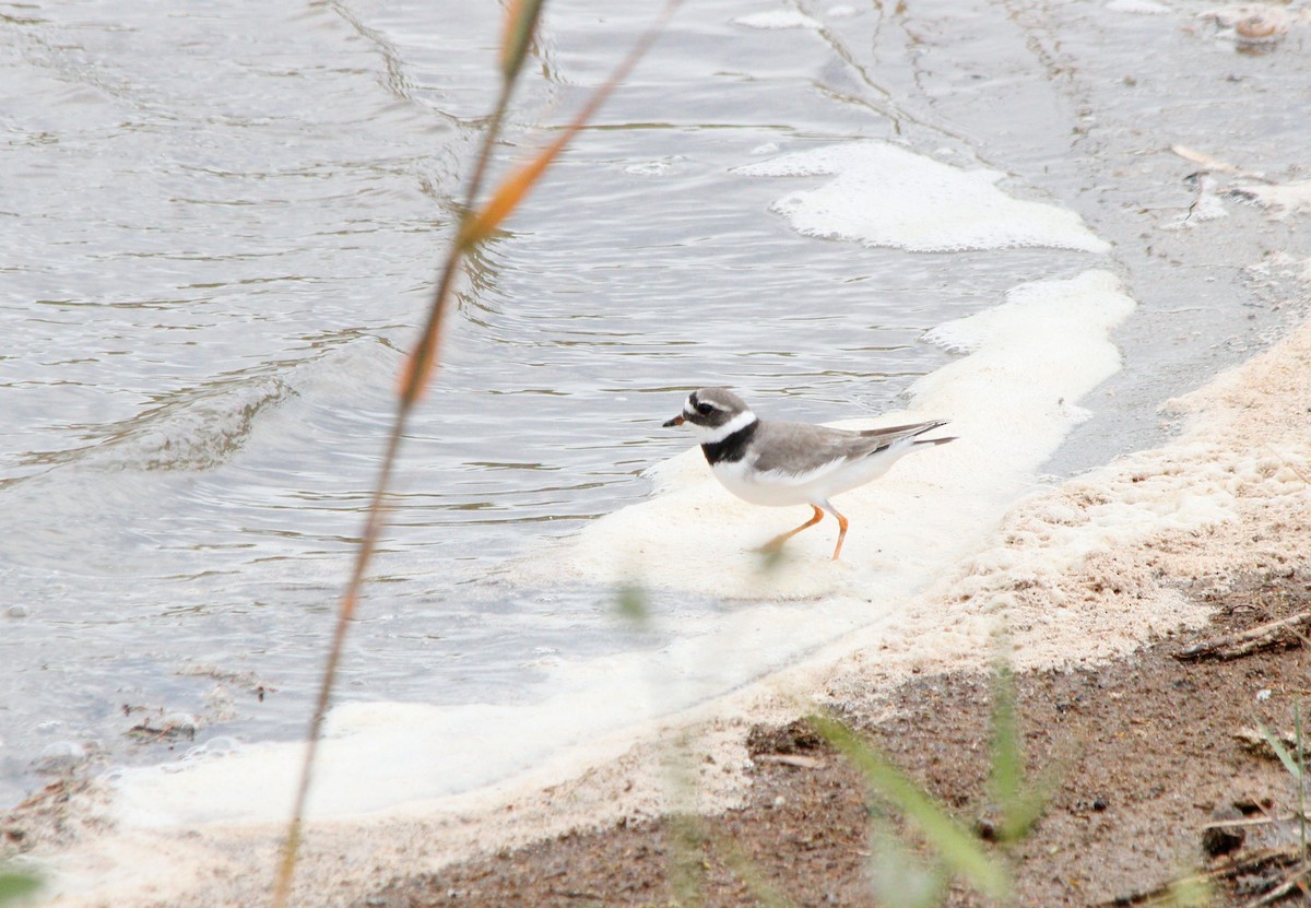 Common Ringed Plover - ML619080221