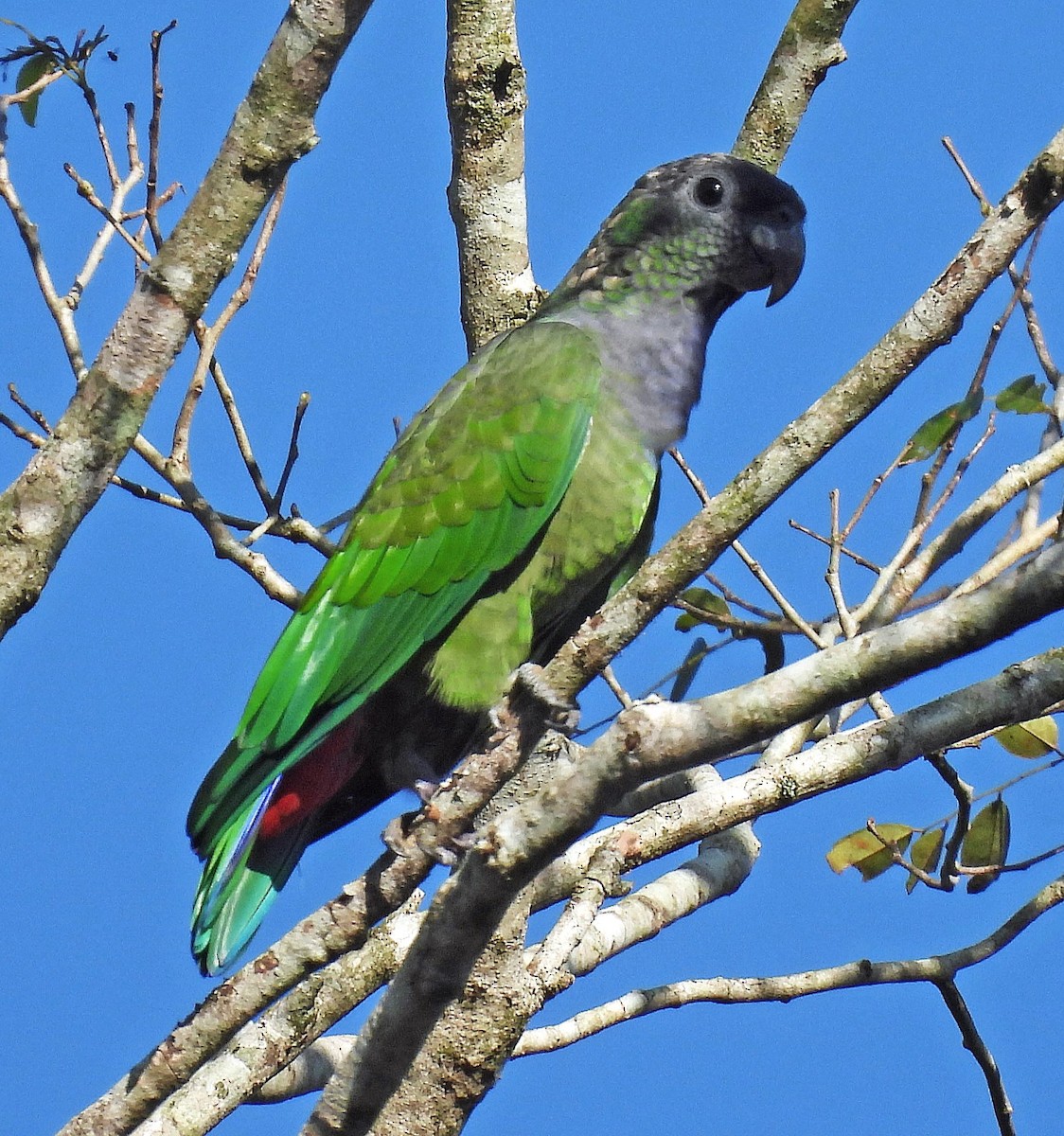 Папуга-червоногуз зеленощокий - ML619080248